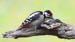 Great spotted woodpecker (Dendrocopos major)