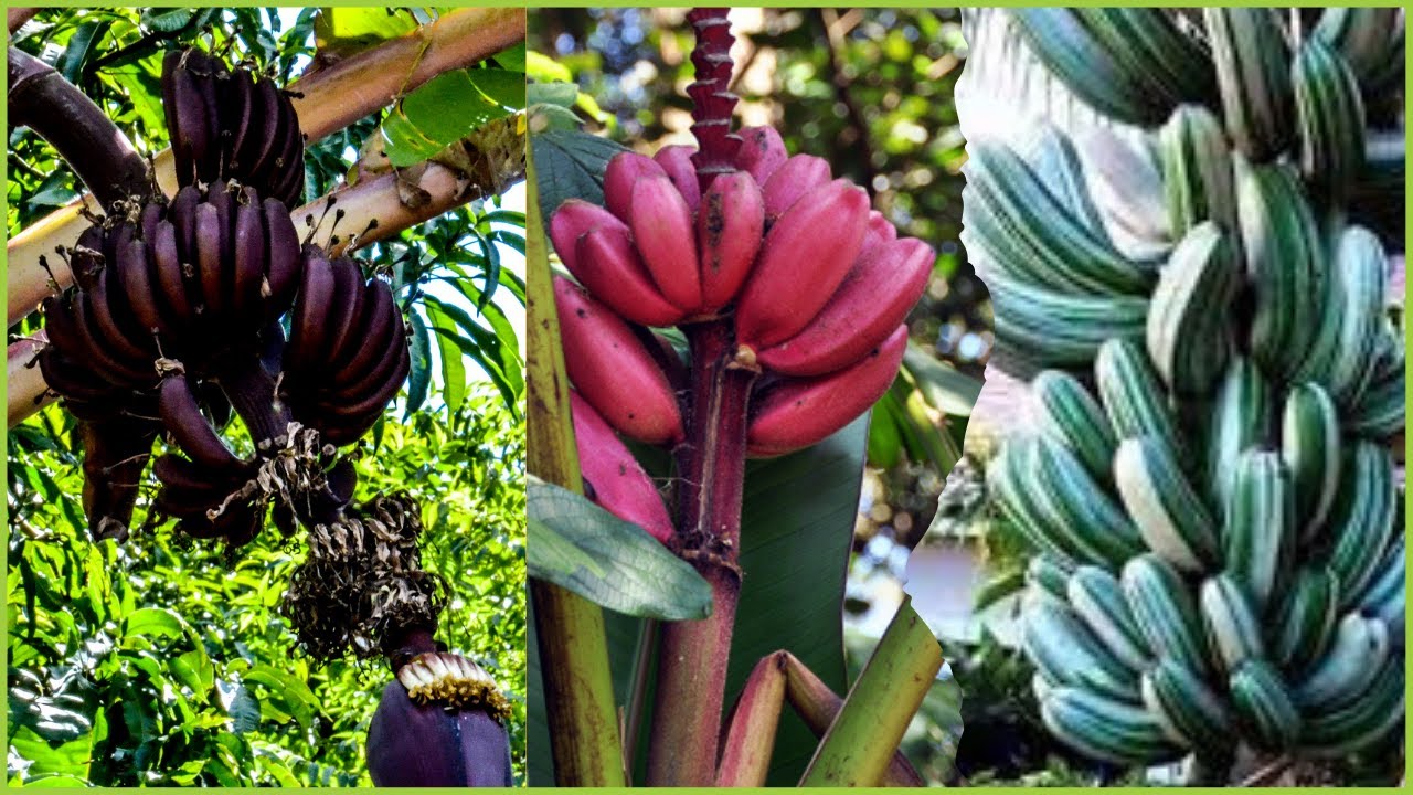 5-tipos-de-bananas-raras-e-ex-ticas-no-mundo-curiosidades-sobre-as