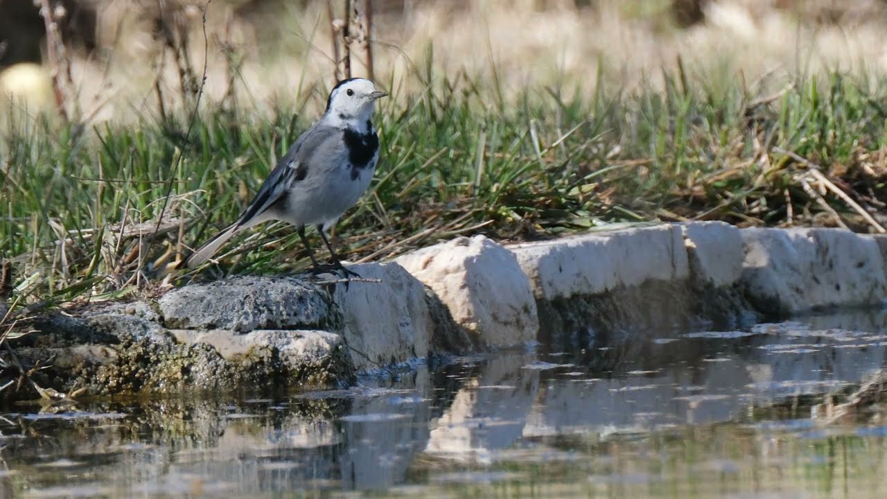 LAVANDERA BLANCA y SU CANTO Aves de España RÍO TAJO en ARANJUEZ (Madrid) en 4K