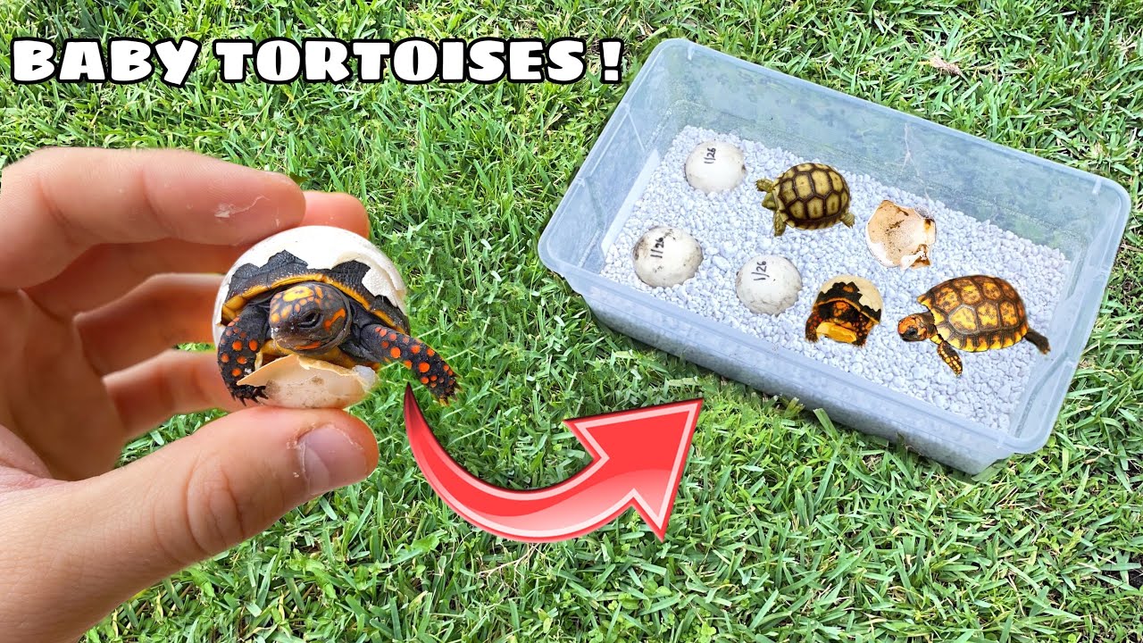 SAVING BABY TORTOISE FOUND STUCK In EGG WHILE HATCHING ! WILL HE MAKE IT ?!