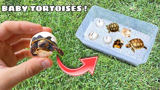 SAVING BABY TORTOISE FOUND STUCK In EGG WHILE HATCHING ! WILL HE MAKE IT ?!