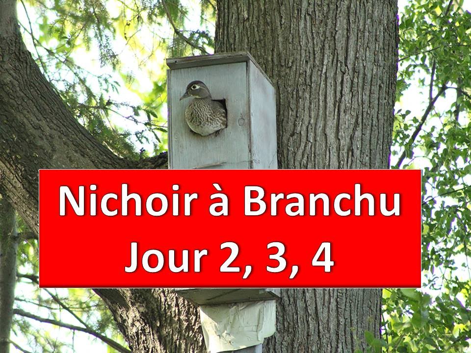 null hypothesis Nichoir Branchu jour 2, 3, 4 / Wood Duck Nest Day 2, 3, 4 / Serge Tonietto-Giguère / Aventure Nature