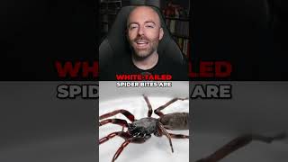 Spy Car, Spiders, Sea Slugs & More Wild Facts!