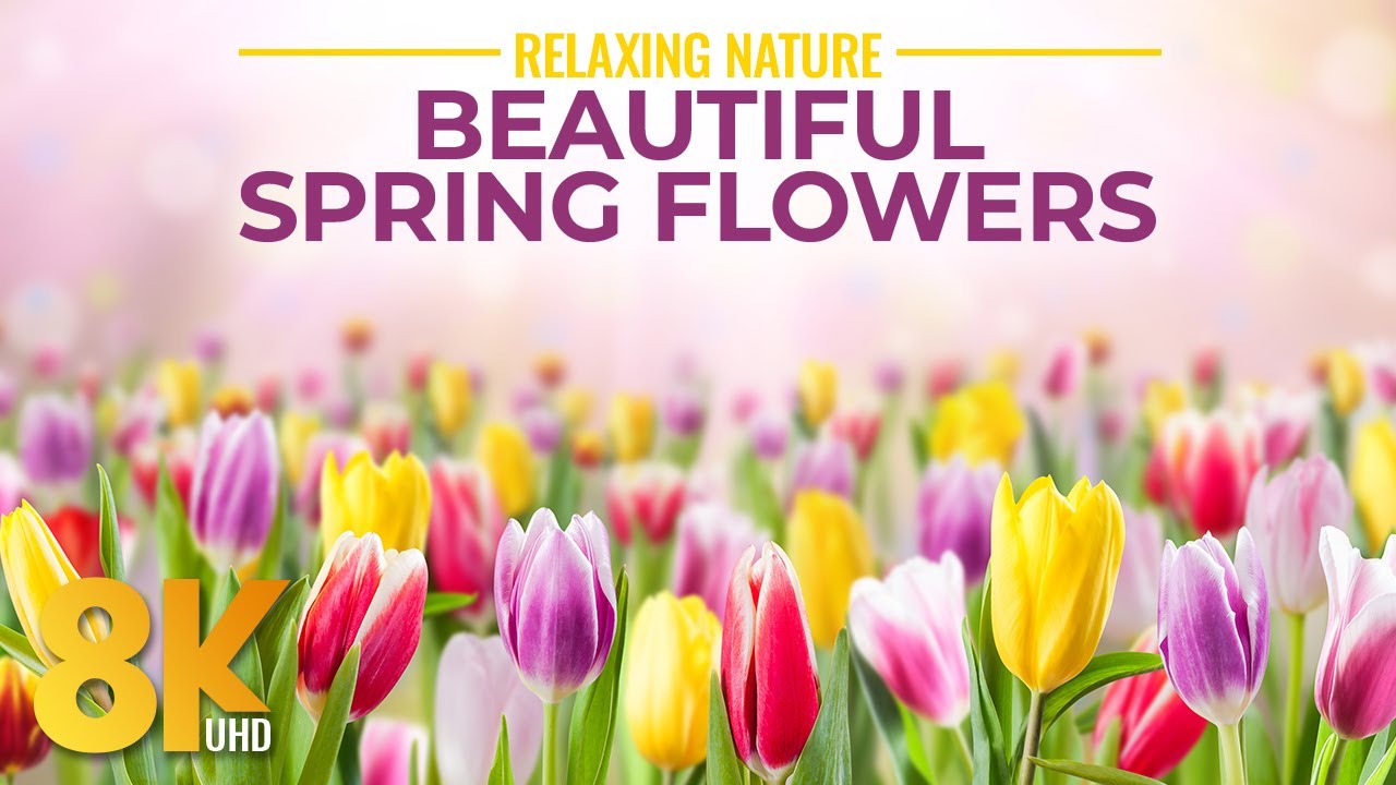 Superbes sons de floraison printanire et de nature   Ambiance relaxante 8K de fleurs printanires