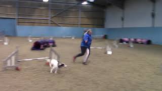 Agility Ability 28/10/2018 Sparrow G1-7 Jumping