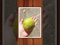 koleksi buah dikebunku#petaniorganik#tanamanorganik#gardening#followers#internasional#haversting
