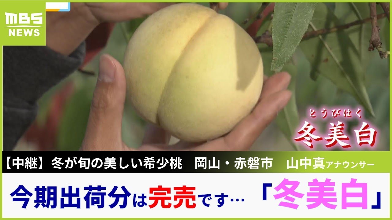 【中継】今期出荷分は完売してしまった...美白で冬が旬の希少桃「冬美白」岡山県赤磐市から山中真アナウンサーが生中継でご紹介【現場から生中継】（2023年11月7日）