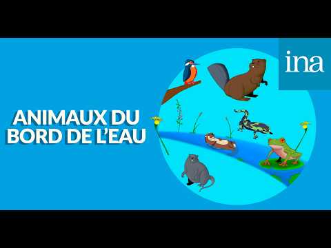[Animaux du bord de l'eau] Le Ragondin, maître des souterrains