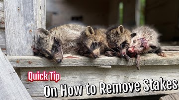 My tip on how to remove trap stakes.