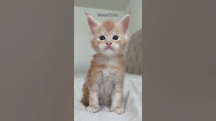 Watch the video about Which kitten is your favorite? #mainecoon #kitten #kittenshorts #cat #orangecat #orangekitten #fyp