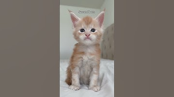 Which kitten is your favorite? #mainecoon #kitten #kittenshorts #cat #orangecat #orangekitten #fyp