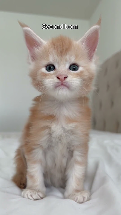 Which kitten is your favorite? #mainecoon #kitten #kittenshorts #cat #orangecat #orangekitten #fyp