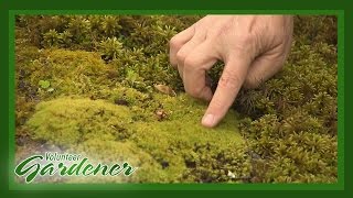 A Moss Garden | Volunteer Gardener