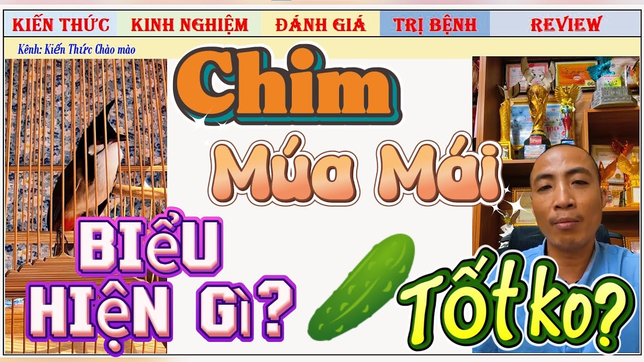 Nếu mở áo Lồng thấy Chim Múa Mái, đó là dấu hiệu gì & Chim ăn Dưa Leo có Tụt Lửa không?