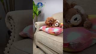 Your Fur Baby Will Love This Fluffy Tie Dye Pet Cushion! #puppy #factory