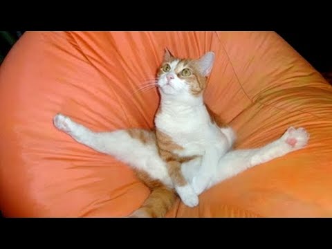 Video: Jak zlepšit život divokých koček