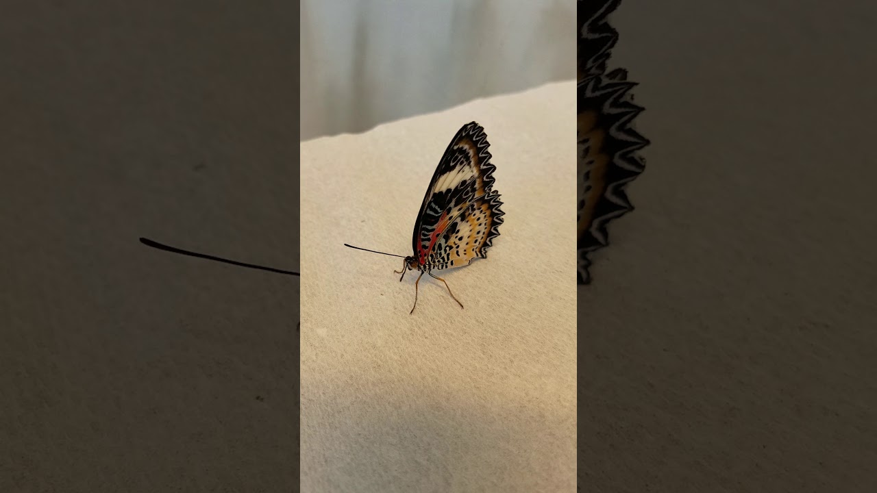 Leopard Lacewing Butterfly - YouTube
