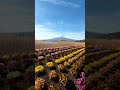Mount Fuji in Yamanashi Japan 🗻 Tulip Flowers and Spring Scenery