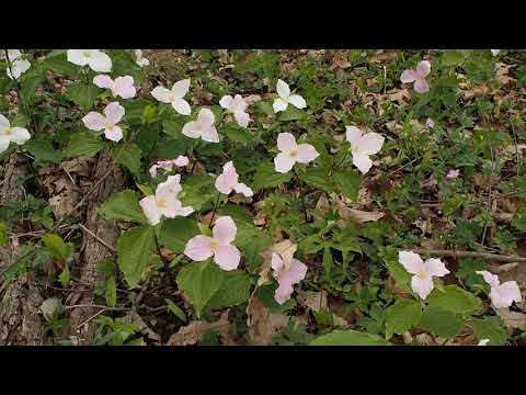 Videó: Milyen gyakran virágzik a trillium?