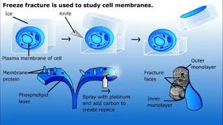 Cell Techniques