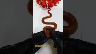 Let's Make Snake 🐍 In Fondent #snake#cake#shortsfeed#cakeseries#designcake#artist#tranding