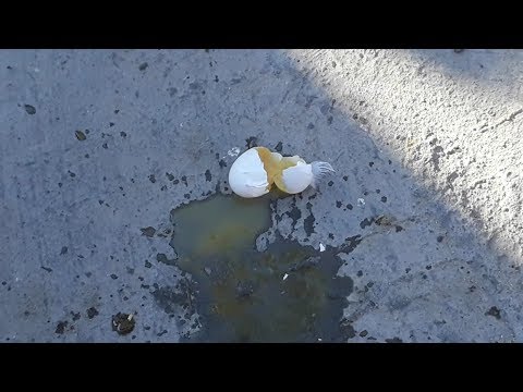 فيديو: لماذا يفسد البيض