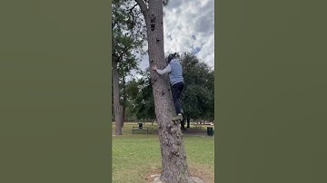 Climbing A Tree Like It’s a Boulder Free Climbing In Public #shorts