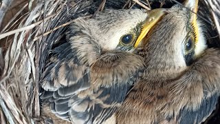 Bolang sarang burung Ketemu 2 sarang cendet dalam 1 tempat indukan cendet Masih lestari #kicaumania