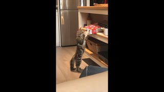 Cat Trying to Get Box Opened Causes It to Fall to the Ground and Make a Mess