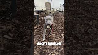 Adopt Bueller - DCAS - Chamblee, GA