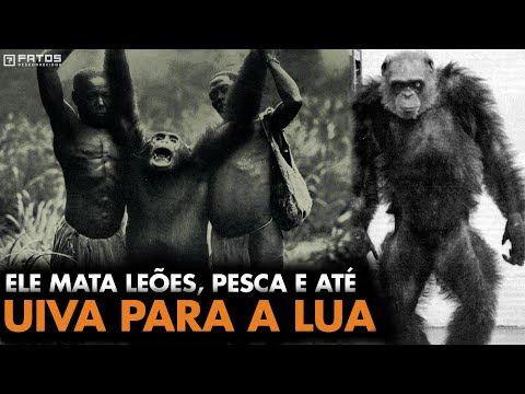 Vídeo: Os chimpanzés comeriam humanos?