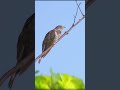 Best Music To Listen To While Taking A Walk In The Forest Indian Cuckoo Call Best Music To Listen To While Taking A Walk In The Forest Indian Cuckoo Call