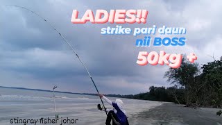 mancing ikan pari daun MONSTER 50kg  | 2022 | JOHOR #surfcasting#stingrayhunting#ikanpari