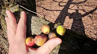 Sorbus domestica jeřáb domácí oskeruše
