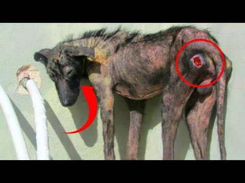 Video: Hundens helande kraft