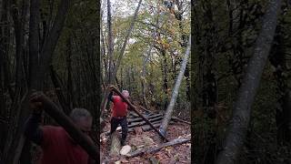 Bringing Down a Hung Up Tree with a Turning Strap
