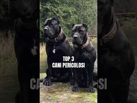 Video TOP 3 - CANI PIÙ PERICOLOSI AL MONDO