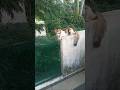 Time Machine Cats !!!! Longest Daily Cat's Story