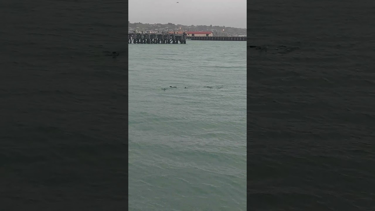 Blue Penguins, Oamaru