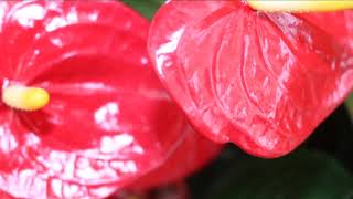 Mevlana Mesnevi Ii. 3464-3511 Gemide Hırsızlıkla Itham Edilen Dervişin Kerametleri