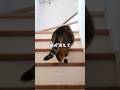 夏祭りで本当にあったこわい話…😭😭😭 #猫