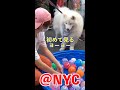ヨーヨーで遊びたいNYのワンちゃん