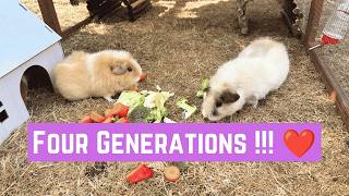 4 Generations of Guinea Pigs… From Great-Grandma to Baby! 🐹❤️