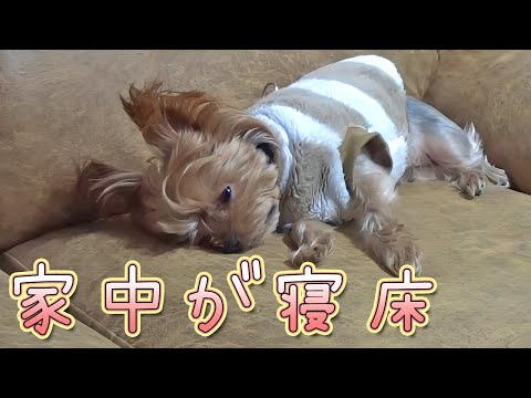 【ヨークシャテリア】服にソファにコタツ！家中寝床【Yorkshire Terrier】