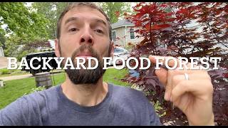 Backyard Food Forest Tour | Urban Homestead Garden (Fruit Trees, Vegetables, Bushes & Native Plants)