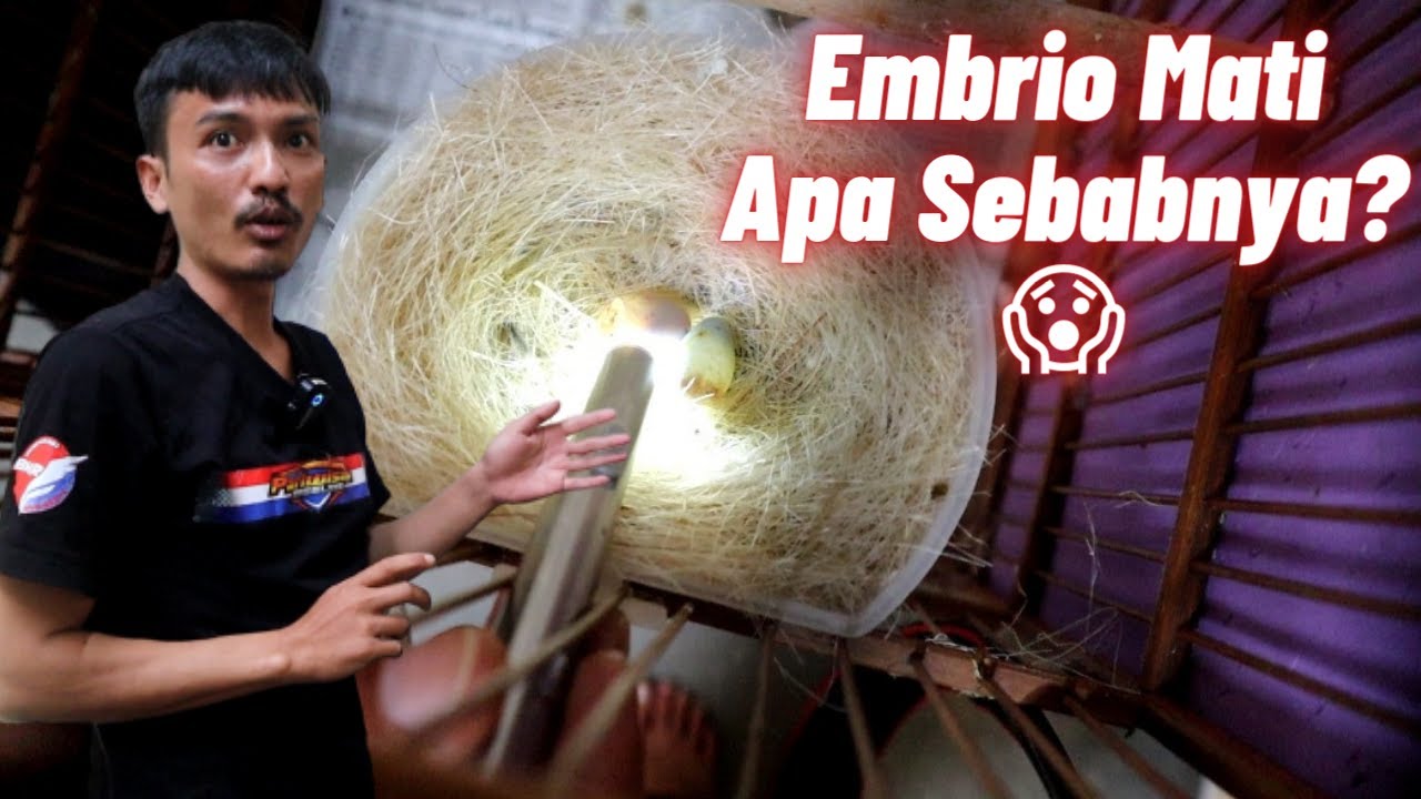 Salah satu penyebab Telur Kenari  mati di dalam cangkang