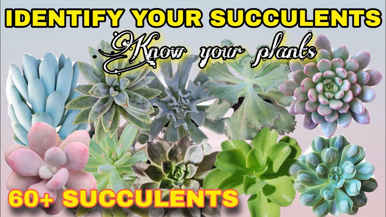 NAME YOUR SUCCULENTS || SUCCULENT IDENTIFICATION-PART I || VLOG #15