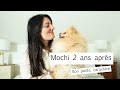 Spitz nain mochi aprs 2 ansson poids caractre