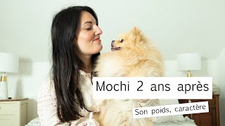 Spitz Nain, Mochi Après 2 Ansson Poids, Caractère..