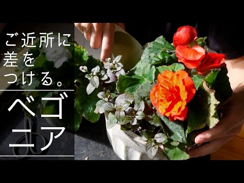 green bottle❣️Begonia ベゴニアおまとめ ベゴニア Begonia chlorosticta Green ボルネオ島原産 – 熱帯